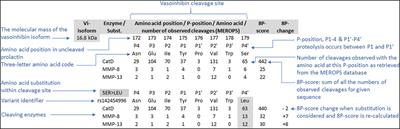 Human Prolactin Point Mutations and Their Projected Effect on Vasoinhibin Generation and Vasoinhibin-Related Diseases